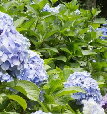 Hydrangea varieties on sale